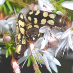 Castiarina decemmaculata (Ten-spot Jewel Beetle) at Tennent, ACT - 7 Nov 2020 by Harrisi