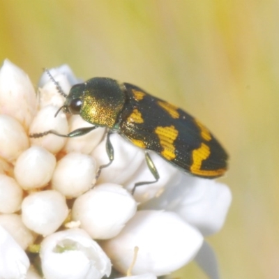 Castiarina dimidiata (A jewel beetle) at Gibraltar Pines - 10 Nov 2020 by Harrisi