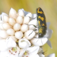 Castiarina dimidiata at Paddys River, ACT - 10 Nov 2020