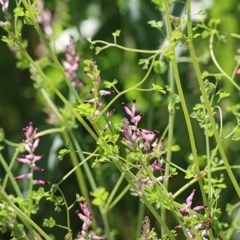 Fumaria muralis subsp. muralis (Wall Fumitory) at Wodonga, VIC - 9 Nov 2020 by Kyliegw