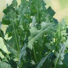 Lactuca serriola (Prickly Lettuce) at Wodonga, VIC - 9 Nov 2020 by KylieWaldon