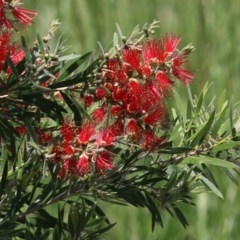 Melaleuca citrina (Crimson Bottlebrush) at Monitoring Site 103 - Riparian - 9 Nov 2020 by Kyliegw