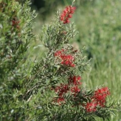 Callistemon citrinus at Wodonga, VIC - 9 Nov 2020 11:00 AM