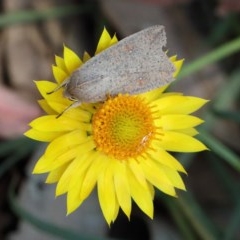 Mythimna (Pseudaletia) convecta (Common Armyworm) at Dryandra St Woodland - 10 Nov 2020 by ConBoekel