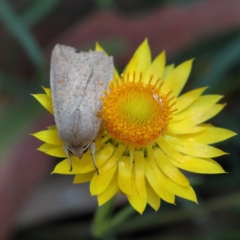 Mythimna (Pseudaletia) convecta at O'Connor, ACT - 10 Nov 2020