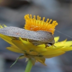 Mythimna (Pseudaletia) convecta at O'Connor, ACT - 10 Nov 2020