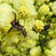 Eleale pulchra (Clerid beetle) at Holt, ACT - 10 Nov 2020 by Christine