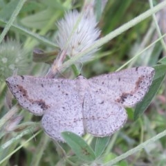 Taxeotis intextata (Looper Moth, Grey Taxeotis) at Woodstock Nature Reserve - 10 Nov 2020 by Christine