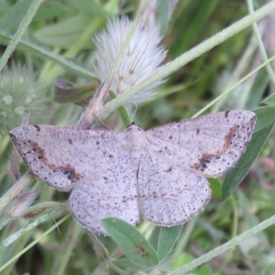 Taxeotis intextata (Looper Moth, Grey Taxeotis) at Woodstock Nature Reserve - 10 Nov 2020 by Christine