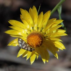 Asura lydia (Lydia Lichen Moth) at O'Connor, ACT - 10 Nov 2020 by ConBoekel