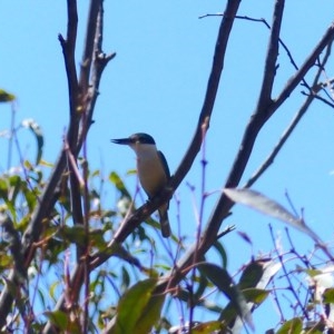 Todiramphus sanctus at Black Range, NSW - 10 Nov 2020