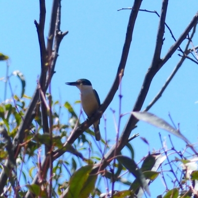 Todiramphus sanctus (Sacred Kingfisher) at Black Range, NSW - 10 Nov 2020 by MatthewHiggins