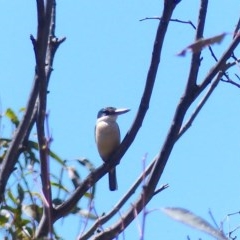 Todiramphus sanctus at Black Range, NSW - 10 Nov 2020