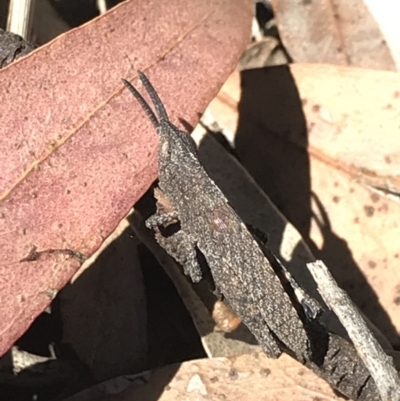 Goniaea opomaloides (Mimetic Gumleaf Grasshopper) at Bruce, ACT - 9 Nov 2020 by MattFox