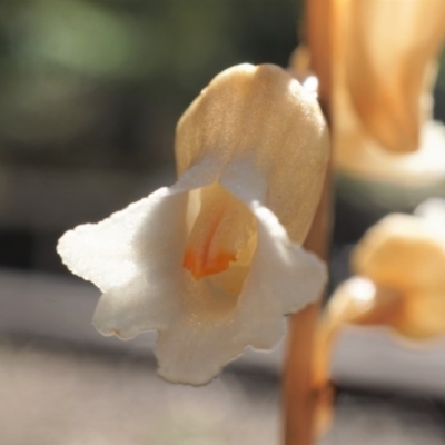 Gastrodia sesamoides (Cinnamon Bells) at Acton, ACT - 11 Nov 2020 by shoko