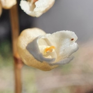 Gastrodia sesamoides at Acton, ACT - 11 Nov 2020