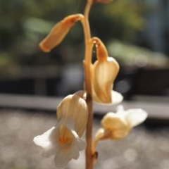 Gastrodia sesamoides at Acton, ACT - 11 Nov 2020