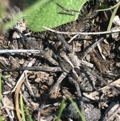 Tasmanicosa sp. (genus) (Unidentified Tasmanicosa wolf spider) at Bruce Ridge to Gossan Hill - 9 Nov 2020 by MattFox