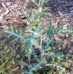 Argemone ochroleuca subsp. ochroleuca (Mexican Poppy, Prickly Poppy) at Lyneham Wetland - 10 Nov 2020 by tpreston