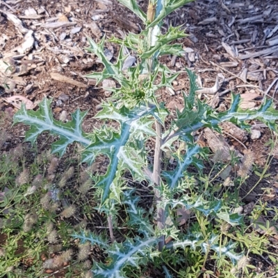 Argemone ochroleuca subsp. ochroleuca (Mexican Poppy, Prickly Poppy) at City Renewal Authority Area - 10 Nov 2020 by tpreston