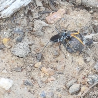 Pompilidae (family) (Unidentified Spider wasp) at Sullivans Creek, Lyneham South - 10 Nov 2020 by trevorpreston