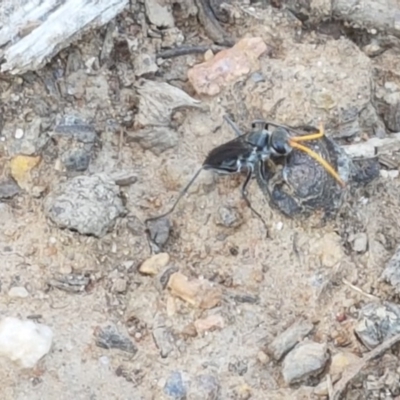 Pompilidae (family) (Unidentified Spider wasp) at Lyneham, ACT - 11 Nov 2020 by trevorpreston