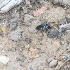Pompilidae (family) (Unidentified Spider wasp) at Lyneham Wetland - 10 Nov 2020 by tpreston