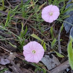 Convolvulus angustissimus subsp. angustissimus (Australian Bindweed) at City Renewal Authority Area - 10 Nov 2020 by tpreston