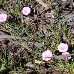 Convolvulus angustissimus subsp. angustissimus at Lyneham Wetland - 11 Nov 2020 09:32 AM