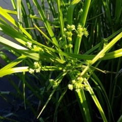 Cyperus eragrostis (Umbrella Sedge) at Lyneham Wetland - 11 Nov 2020 by trevorpreston