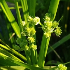 Cyperus eragrostis at Lyneham Wetland - 11 Nov 2020