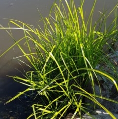 Cyperus eragrostis at Lyneham Wetland - 11 Nov 2020 09:34 AM