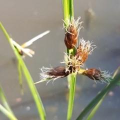 Fimbristylis dichotoma (A Sedge) at Lyneham, ACT - 11 Nov 2020 by trevorpreston
