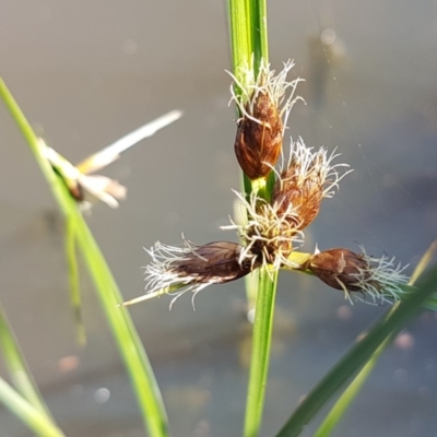 Fimbristylis dichotoma (A Sedge) at Lyneham, ACT - 11 Nov 2020 by trevorpreston