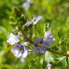 Veronica anagallis-aquatica (Blue Water Speedwell) at Lyneham, ACT - 10 Nov 2020 by tpreston