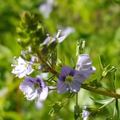 Veronica anagallis-aquatica (Blue Water Speedwell) at Sullivans Creek, Lyneham South - 10 Nov 2020 by trevorpreston