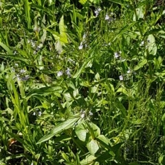 Veronica anagallis-aquatica at Lyneham, ACT - 11 Nov 2020