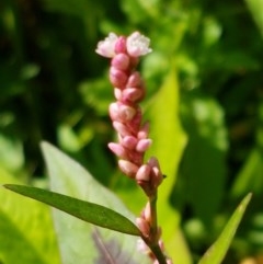 Persicaria decipiens (Slender Knotweed) at Lyneham Wetland - 10 Nov 2020 by tpreston