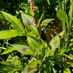 Persicaria decipiens at Lyneham, ACT - 11 Nov 2020 09:39 AM