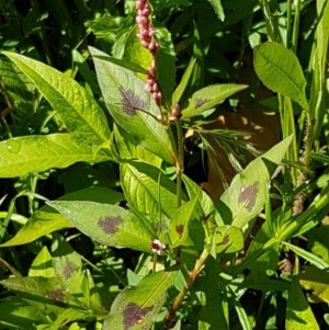 Persicaria decipiens at Lyneham, ACT - 11 Nov 2020