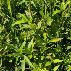 Persicaria decipiens at Lyneham, ACT - 11 Nov 2020