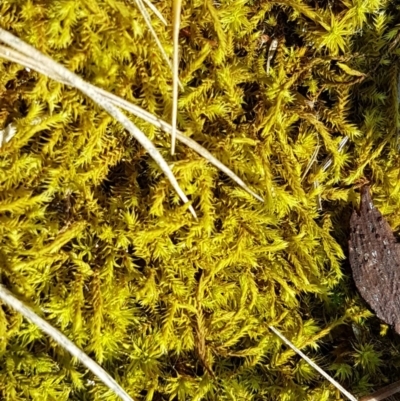 Triquetrella (A trailing moss) at Sullivans Creek, Lyneham South - 10 Nov 2020 by trevorpreston