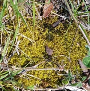 Triquetrella at Lyneham Wetland - 11 Nov 2020