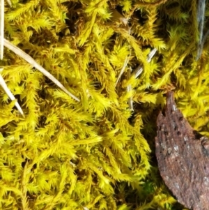 Triquetrella at Lyneham Wetland - 11 Nov 2020