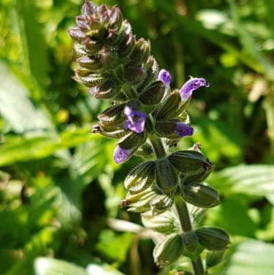 Salvia verbenaca var. verbenaca (Wild Sage) at Lyneham Wetland - 10 Nov 2020 by tpreston