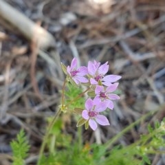 Erodium cicutarium (Common Storksbill, Common Crowfoot) at City Renewal Authority Area - 10 Nov 2020 by tpreston