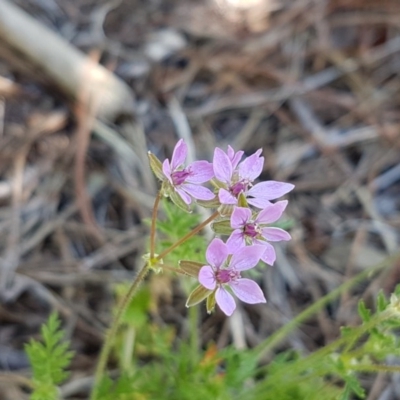 Erodium cicutarium (Common Storksbill, Common Crowfoot) at City Renewal Authority Area - 10 Nov 2020 by tpreston