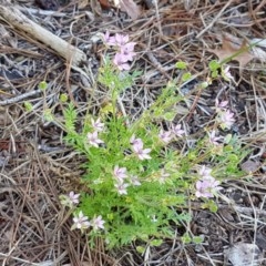 Erodium cicutarium at Lyneham Wetland - 11 Nov 2020