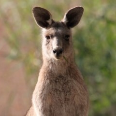 Macropus giganteus (Eastern Grey Kangaroo) at Wonga Wetlands - 2 Nov 2020 by PaulF