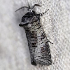 Culama glauca (A Wood moth) at O'Connor, ACT - 10 Nov 2020 by ibaird